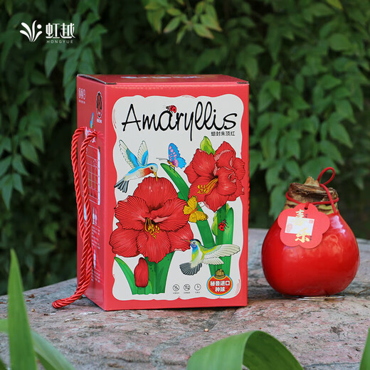 Wax-sealed amaryllis imported seed bulbs for home decoration and gifts. Flowers bloom naturally without soil and fertilizer. Large balls in gift box, red double petals, red smooth balls*1(36/38)