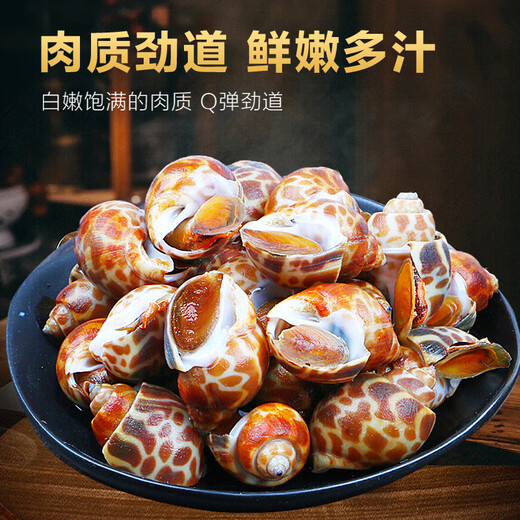 Colorful fresh snails, fresh fresh conches, extra large seafood, aquatic products, fresh fresh frozen frozen dongfeng snails, extra large snails, no sand, extra large size 2000g (25-45 pieces/Jin Jin is equal to 0.5 kg) net