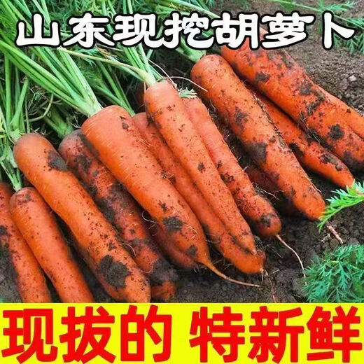 Fresh pureed carrots, fresh vegetables, farm fruits, radishes, seasonal fresh vegetables, sweet potatoes, breakfast nutrition, carrots 1 Jin Jin is equal to 0.5 kg, with box 200g+/box