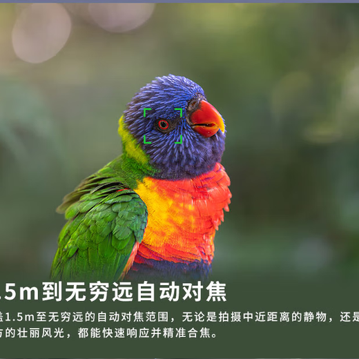 LAOWA FF180mm F4.5 CA-Dreamer 1.5X magnification macro lens AF-E mount