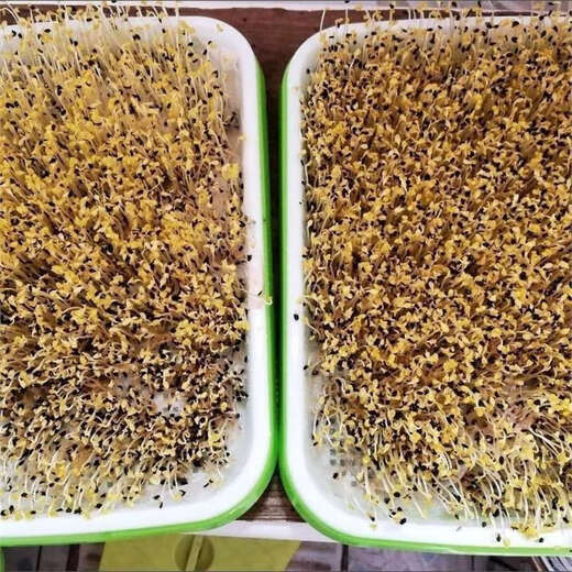 Black sesame seeds, sprouts seeds, hydroponic vegetable seeds, sown in all seasons, autumn fields, productive and healthy vegetable seeds. Black sesame sprouts seeds. One Jin Jin is equal to 0.5 kilograms.