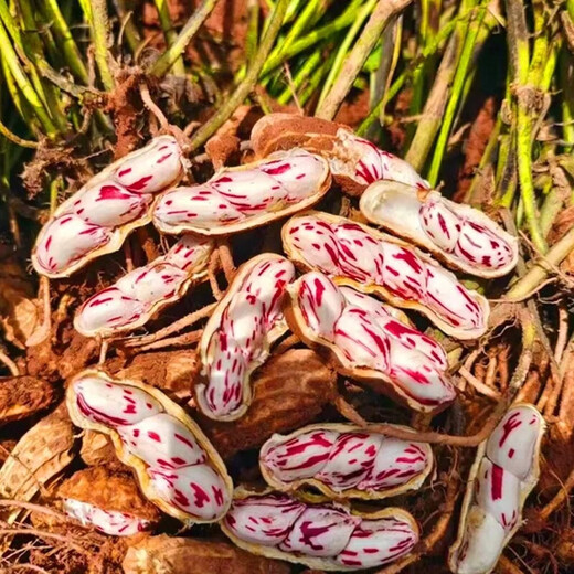 Yunnan colorful peanuts fresh shelled dried peanuts fruits peanuts can be eaten raw cold milk peanuts Jingdong vegetables colorful dried peanuts 2Jin Jin equal to 0.5kg, including box