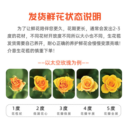 Jingdong Flowers Aisha rose 20 branches slightly spread flower type soilless cultivation home flower arrangement bouquet Shandong base direct delivery