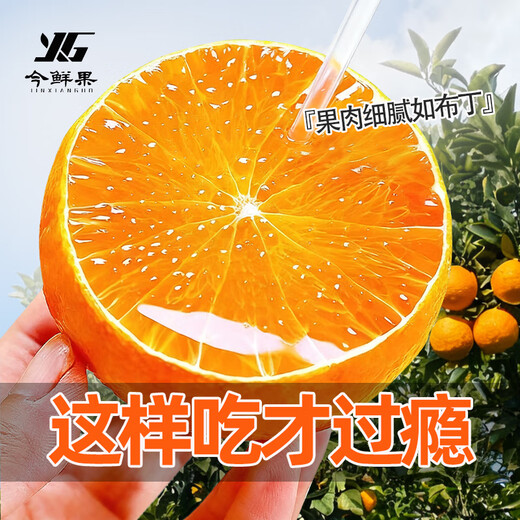Jinxian Fruit Sichuan Ehime Nr. 38 Gelee-Orange Frisches Obst Orange Saisonal gepflückte Zitrusfrüchte Handgeschälte Orange Orange Empfehlung des Filialleiters Ehime-Gelee-Orange Nettogewicht 8Jin Jin entspricht 0,5 kg / einzelne Frucht 80 mm+