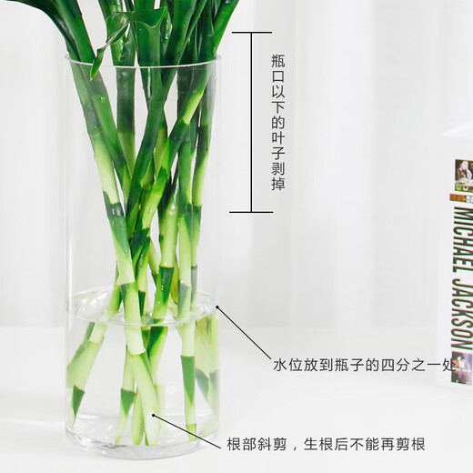 Shuzhimei Hydroponic Green Plant Lucky Bamboo Hydroponic Plant 10 Lucky Bamboo Plants About 70-80cm High - Bottle Not Included Straight from the Source