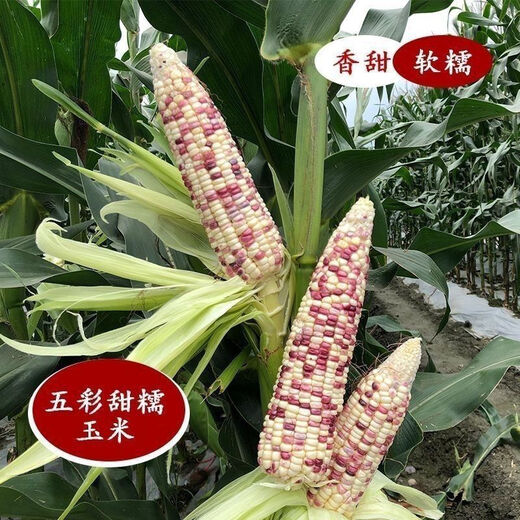 National Approval Super Sweet Colorful Waxy Corn Seeds Flowery Waxy Corn Seeds Colorful Cloud Sweet Waxy Corn Farmers High Yield National Approval Colorful Waxy Corn Seeds 1 Pack About 50 Grains