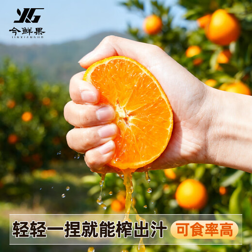 Jinxian Fruit Sichuan Ehime Nr. 38 Gelee-Orange Frisches Obst Orange Saisonal gepflückte Zitrusfrüchte Handgeschälte Orange Orange Empfehlung des Filialleiters Ehime-Gelee-Orange Nettogewicht 8Jin Jin entspricht 0,5 kg / einzelne Frucht 80 mm+