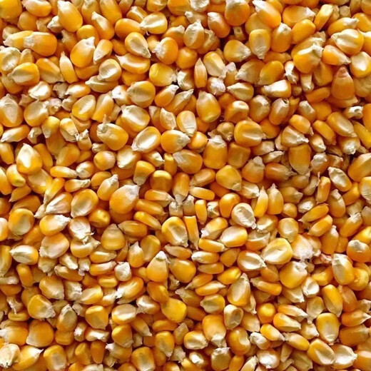High-quality corn kernels for feeding ducks and pigeons, whole corn kernels, full kernels, low-priced dry corn for breeding and raising chickens, new corn 805 grams, clean, nationwide express delivery to towns and villages