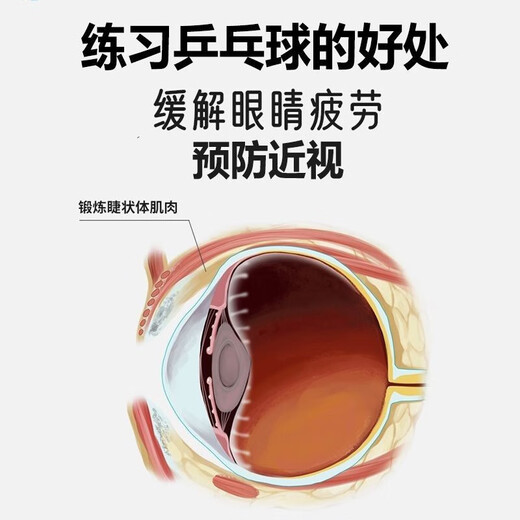 Table tennis fixed practice ball training self-training artifact single player with string rebound table tennis toy to improve eyesight practice family model metal base + wooden racket 4 balls 2 poles