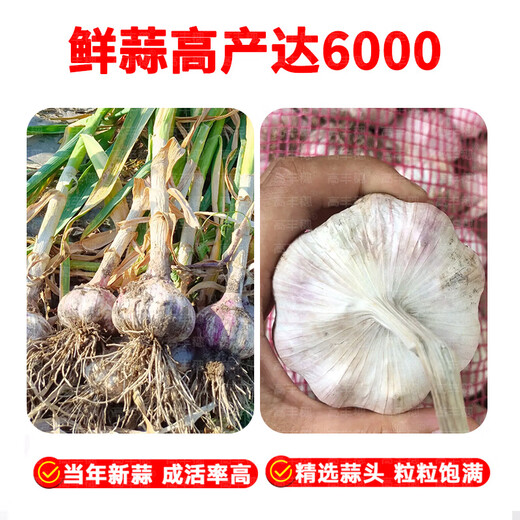 Special Garlic Seed 2025 New Variety Purple Skin Garlic Seed Garlic Seedling Seeds Space Garlic Shandong High Yield Garlic Seeds 50g Garlic Cloves Four Resistances and Double Highs Keep Seeds for Three Years