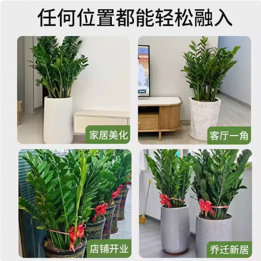 Money tree to attract wealth, large green plant in the living room, easy to maintain, formaldehyde-absorbing for opening housewarming gift, diamond-shaped white basin, height 65-75cm + bow tie 55-80cm