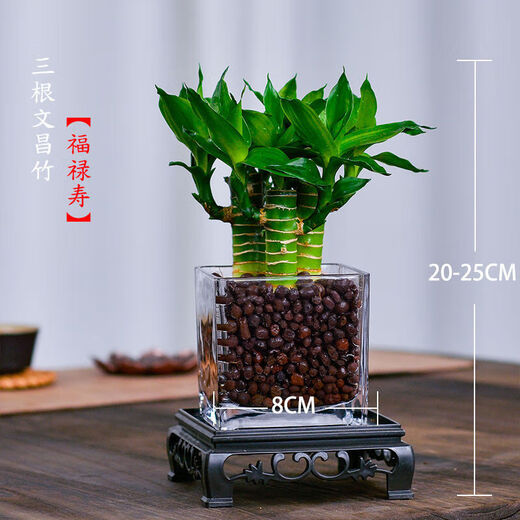 4 gold-listed Wenchang Bamboo plants, rich bamboo hydroponic plants with thick stems shipped with roots, step by step transfer bamboo, four Wenchang Bamboo stems + cylindrical glass bottle + ceramsite + base with basin