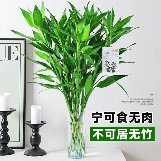 Shuzhimei Hydroponic Green Plant Lucky Bamboo Hydroponic Plant 10 Lucky Bamboo Plants About 70-80cm High - Bottle Not Included Straight from the Source