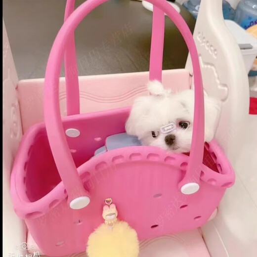 狗狗猫咪便携托特包宠物小型犬夏天外出神器手提篮约克夏马尔济斯 淡粉绿[撞色多巴胺*可DIY配饰] M-中型[建议8斤内爱宠]