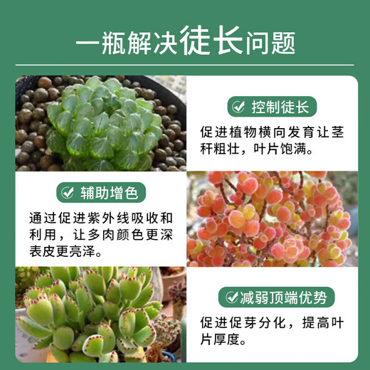 OUOETY succulent dwarf nutrient solution specializes in preventing and controlling leggy growth, increasing color and strengthening agent, promoting root growth chlormequat no-dilution fertilizer, preventing red spider succulent dwarf + red spider special