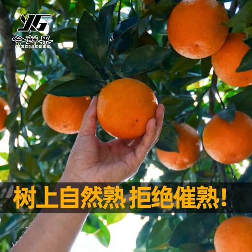 Jinxian Fruit Sichuan Ehime Nr. 38 Gelee-Orange Frisches Obst Orange Saisonal gepflückte Zitrusfrüchte Handgeschälte Orange Orange Empfehlung des Filialleiters Ehime-Gelee-Orange Nettogewicht 8Jin Jin entspricht 0,5 kg / einzelne Frucht 80 mm+