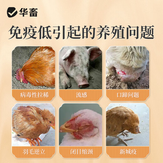 Chinese animal astragalus polysaccharide veterinary pigs, cattle, sheep, chickens, ducks and geese real astragalus to enhance immunity and anti-stress feed additive 1 barrel Astragalus polysaccharide large barrel 10Jin Jin equals 0.5kg/barrel