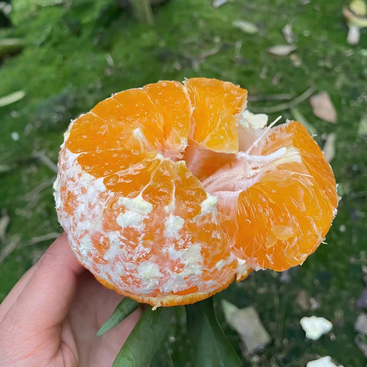 趣鲜语正宗江西赣南脐橙新鲜甜橙【当天发货】时令当季孕妇水果手剥鲜橙 10斤【当季新鲜现摘单果160-180克】净重9斤
