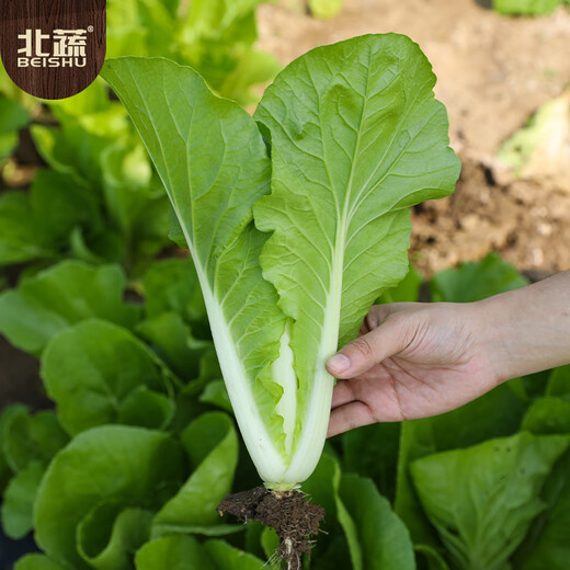 Beishu Pakchoi Seeds Four Seasons Fast-growing Family Balcony Vegetable Seeds Four Seasons Cream Pakchoi Seeds 20g