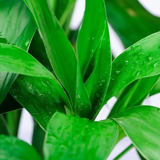 Shuzhimei Hydroponic Green Plant Lucky Bamboo Hydroponic Plant 10 Lucky Bamboo Plants About 70-80cm High - Bottle Not Included Straight from the Source