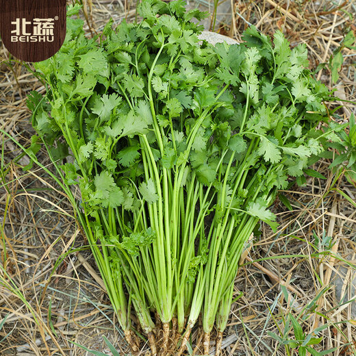 Northern vegetable big-leaf coriander seeds four-season potted old varieties home-grown vegetable seeds big-leaf coriander seeds 600 capsules x 2 packs
