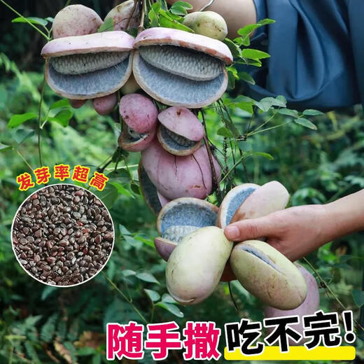 August Melon Seeds August Fried Seeds Guizhou Wild August Melon Saplings Seeds Less Flesh More Garden North and South August Melon 1 Pack About 10 Grains + Gallon Pot + Soil + 2 Packs