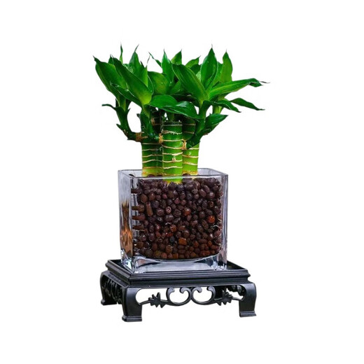 4 gold-listed Wenchang Bamboo plants, rich bamboo hydroponic plants with thick stems shipped with roots, step by step transfer bamboo, four Wenchang Bamboo stems + cylindrical glass bottle + ceramsite + base with basin