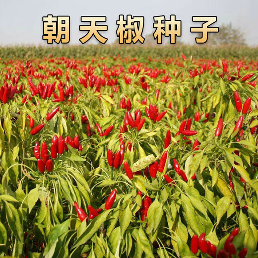 Chaotian pepper seeds, super spicy millet pepper, early maturing pepper seeds, balcony potted plants, sowing farm vegetable seeds for all seasons, two packs of Chaotian pepper seeds