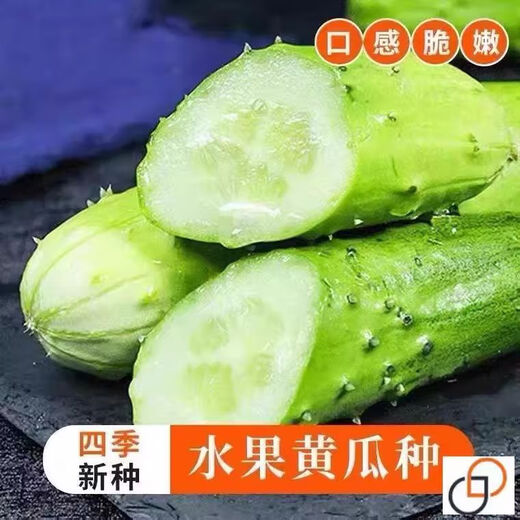 Spring and autumn strong female sweet cucumber seeds, high yield, four-season fruit cucumbers, high temperature resistant to 45 degrees Cucumber seeds, complete list of northern cucumber seeds, about 48 seeds per pack, sweet and crisp fruit cucumbers (crisp, sweet and refreshing)