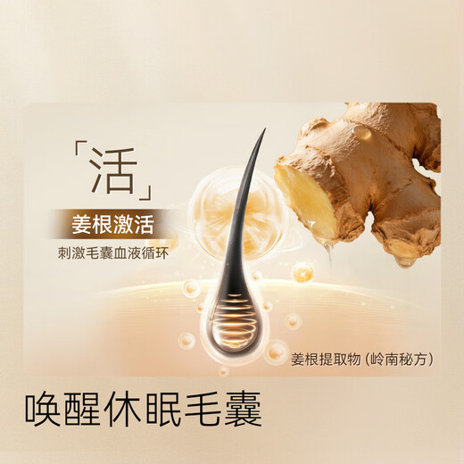 Jingdong Anti-hair Loss Shampoo, Ginger Platycladus Leaf, Hair Firming and Hair Restoration for Men and Women, Removes Oil and Itching, Fluffy Shampoo Cream Gold List