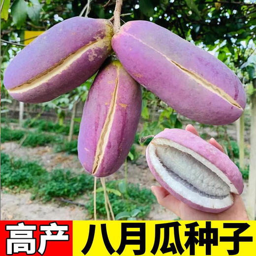 August Melon Seeds August Fried Seeds Guizhou Wild August Melon Saplings Seeds Less Flesh More Garden North and South August Melon 1 Pack About 10 Grains + Gallon Pot + Soil + 2 Packs