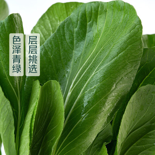 About 500g Shanghai green (rapeseed)