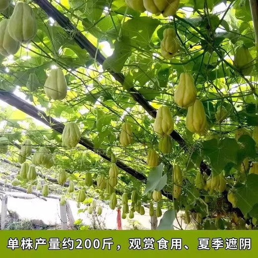 Chayote seedlings, seedlings with roots, seeds, larvae seedlings, melon seedlings, handrail melon planting seedlings, 3 chayote seedlings