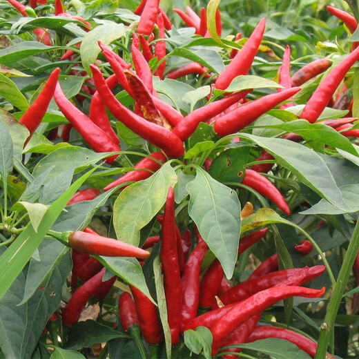 Chaotian pepper seeds, super spicy millet pepper, early maturing pepper seeds, balcony potted plants, sowing farm vegetable seeds for all seasons, two packs of Chaotian pepper seeds