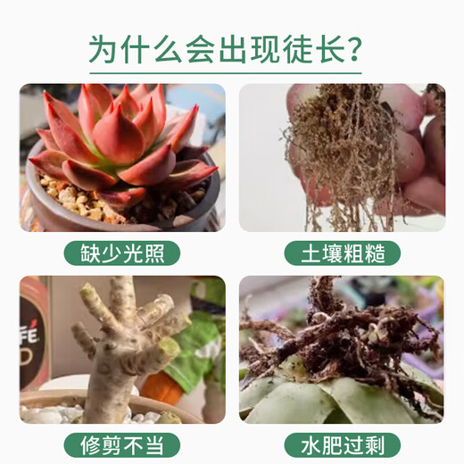 OUOETY succulent dwarf nutrient solution specializes in preventing and controlling leggy growth, increasing color and strengthening agent, promoting root growth chlormequat no-dilution fertilizer, preventing red spider succulent dwarf + red spider special