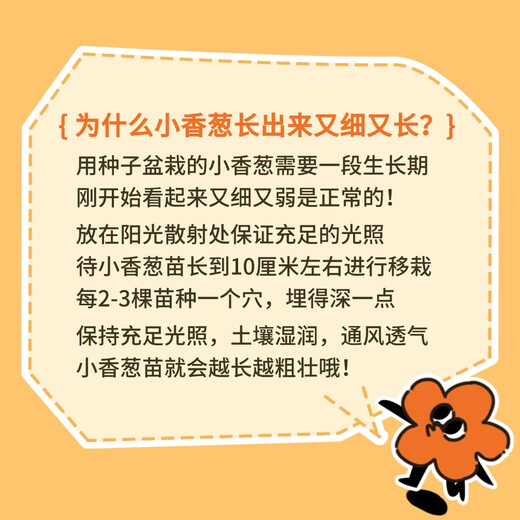 Ldeal ideal agriculture four-season shallot seeds balcony potted vegetable seeds shallot seeds about 1500 capsules