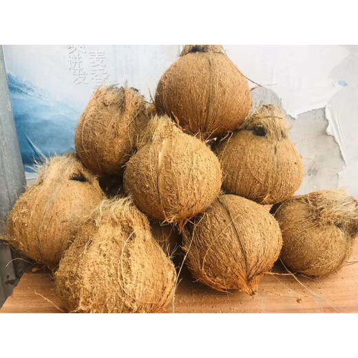 Fat Donglai's same style fresh coconut, authentic Hainan old coconut, hairy coconut, fresh seasonal fruit, green coconut, 6 packs, 1 pack