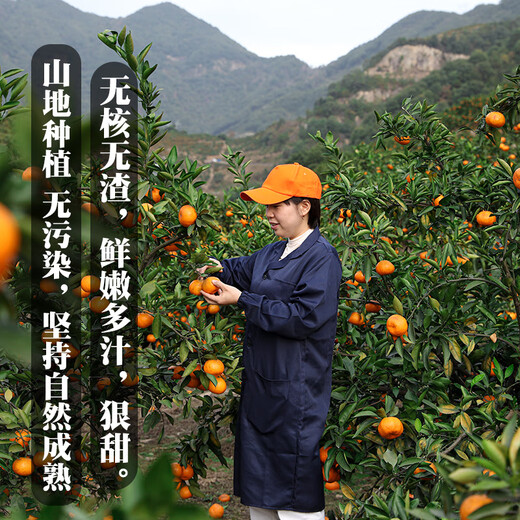 Uncle Sam's Authentic Linhai Yongquan Tangerine, Next Day Delivery to Many Places, Seedless Tangerine Orange Fruit Gift Box, Best Selling* Premium Fruit, Fruit Circumference 50-60mm, Super Sweet, Alpine Old Tree Fruit, 5 Jin Jin is equal to 0.5 kg, Gift Box, Carefully Selected by Farmers, Net 4.5