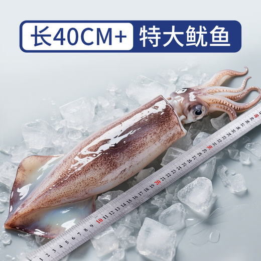 Yunchu Life Big Squid Whole Extra Large Fresh Fresh Frozen Squid Teppanyaki BBQ Hot Pot Ingredients Net Weight 7-8 Liang/Piece*2