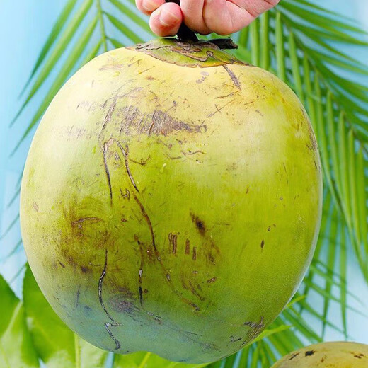 Ganguo has an appointment with Hainan coconut, green coconut, fresh coconut with skin, green coconut, tender coconut, amniotic fluid replenishing fruit for pregnant women, 6 tender coconuts with skin - recommended for pregnant women