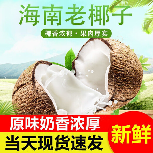 Fat Donglai's same style fresh coconut, authentic Hainan old coconut, hairy coconut, fresh seasonal fruit, green coconut, 6 packs, 1 pack