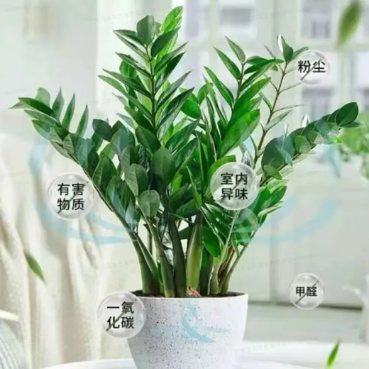 Money tree to attract wealth, large green plant in the living room, easy to maintain, formaldehyde-absorbing for opening housewarming gift, diamond-shaped white basin, height 65-75cm + bow tie 55-80cm