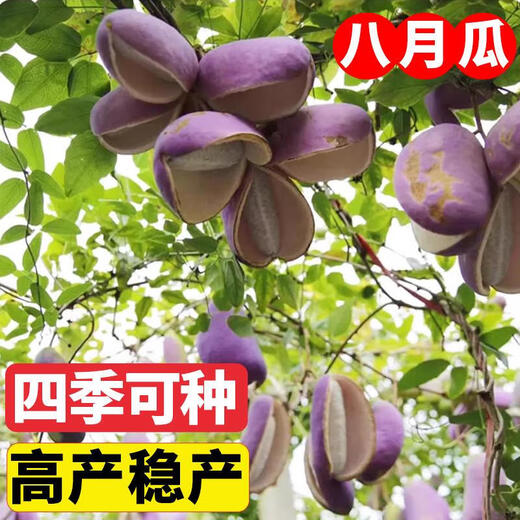 August Melon Seeds August Fried Seeds Guizhou Wild August Melon Saplings Seeds Less Flesh More Garden North and South August Melon 1 Pack About 10 Grains + Gallon Pot + Soil + 2 Packs