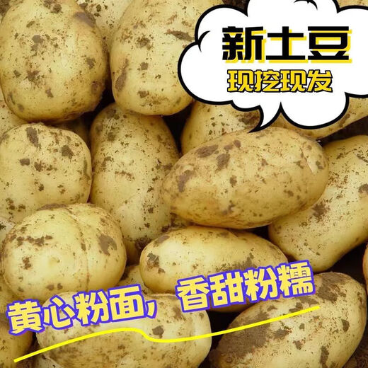 Dongdong Farm exclusively supplies Shandong yellow-heart large potatoes, glutinous, freshly dug potatoes, taro and taro in season. Yellow-heart potatoes 5Jin Jin is equal to 0.5kg. Net weight: Medium to large fruit 2 taels.