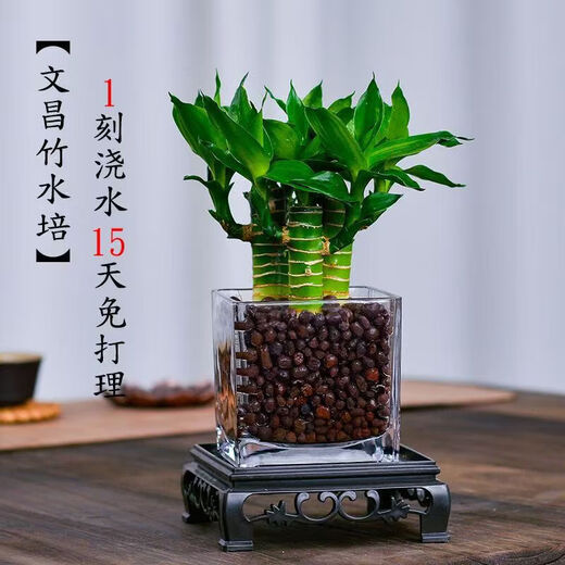 4 gold-listed Wenchang Bamboo plants, rich bamboo hydroponic plants with thick stems shipped with roots, step by step transfer bamboo, four Wenchang Bamboo stems + cylindrical glass bottle + ceramsite + base with basin
