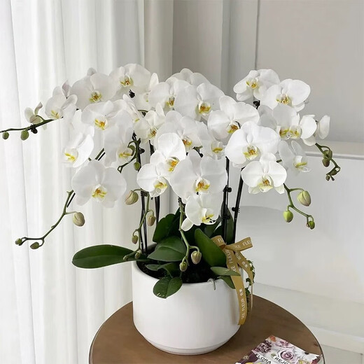 New Year Flower Phalaenopsis Potted Spring Festival New Year Ornaments Flowers Indoor Plants Good for All Seasons Decorative New Year Flowers 5. Purple Wind Chime (delivered with foil sword) free of fertilizer, pot not included