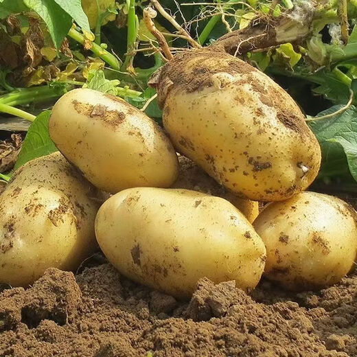 Dongdong Farm exclusively supplies Shandong yellow-heart large potatoes, glutinous, freshly dug potatoes, taro and taro in season. Yellow-heart potatoes 5Jin Jin is equal to 0.5kg. Net weight: Medium to large fruit 2 taels.
