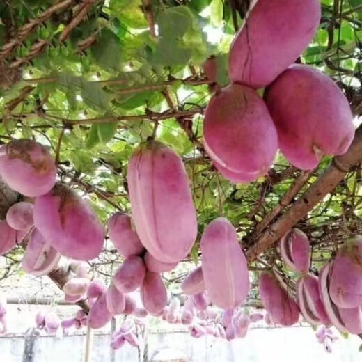 August melon, August fried seeds, new dietary fiber seeds, four-season climbing vines, balcony potted edible fruit seeds, August melon seeds/pack, about 20 capsules, 3 packs