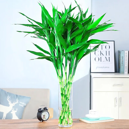 Shuzhimei Hydroponic Green Plant Lucky Bamboo Hydroponic Plant 10 Lucky Bamboo Plants About 70-80cm High - Bottle Not Included Straight from the Source