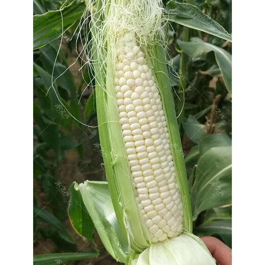 Молочные фрукты, семена кукурузы, клейкие семена риса, белая сладкая хлопающая мякоть, сладкая весна, лето, осень, четыре сезона, личинки кукурузы, сладкая 488, каменный сахар, хлопающая мякоть, семена кукурузы из молока, 100 г оригинал